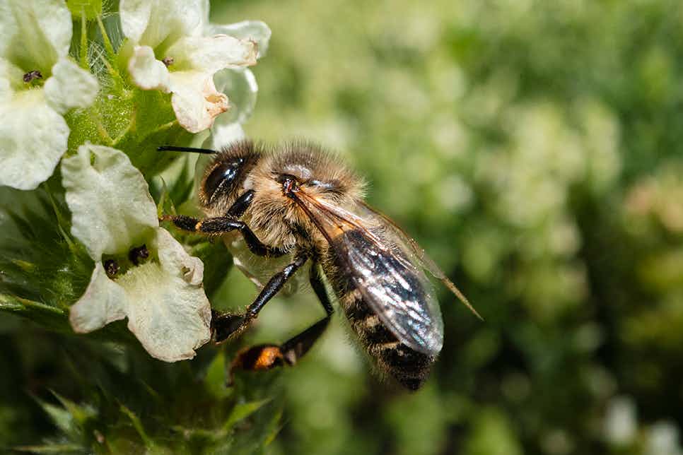 Herb Garden Nenzlingen